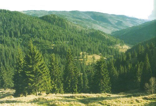 http://www.oee.hu/upload/html/1534911-9078-500x341-erdelyi%20fenyves.jpg